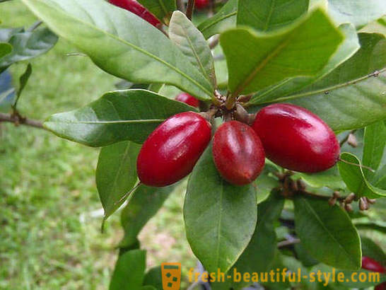 20 egzotično voće, koje niste znali