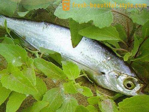 Gdje uobičajena riba sabrefish? Kako kuhati ribu sabrefish?
