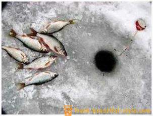 Roach ribolov u zimskim mjesecima. Pribor za lov Roach zimu