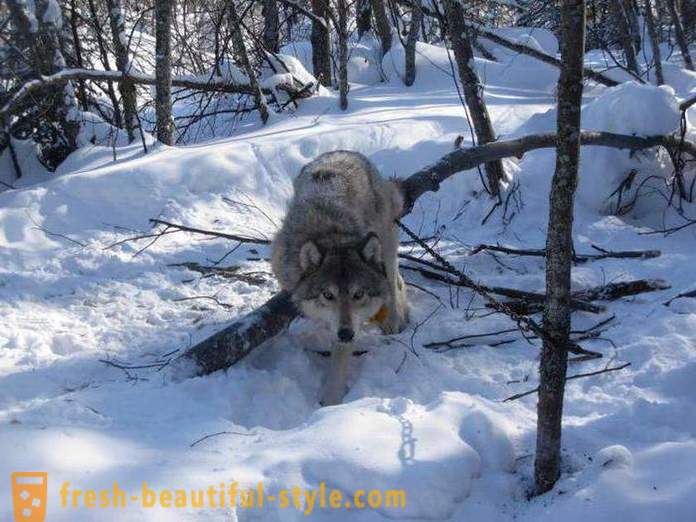 Wolf lov. Metode za lov vukova