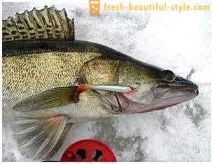 Ribolov na rockera u zimskim mjesecima. ribolov tehnika na gredi