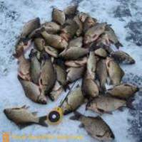 Uzbudljiva ribolov šarana zimi